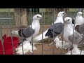 Pigeons / Tauben / Мои голуби / Germany /26.11. 2017 / Выставка голубей : Cloppenburg 2