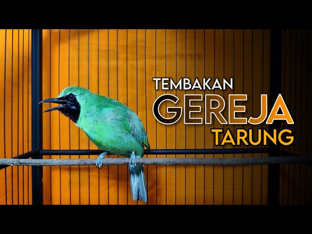 GEREJA TARUNG || CUCAK IJO GACOR FULL TEMBAKAN ISIAN GEREJA class=