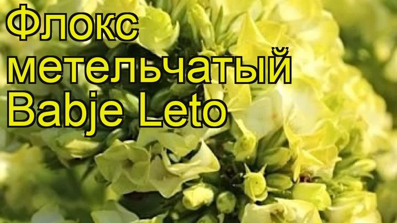 Отзывы о Флоксе Бабье лето