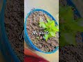 Plants 🌱🌷🫧#plants #love #music #minivlog #viral