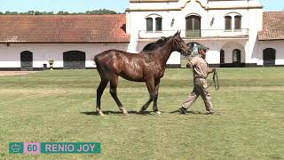 60 - RENIO JOY