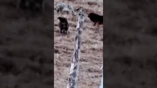 💥雪豹大战藏獒！惊心动魄！#Animal 【跟着图尔去旅行】