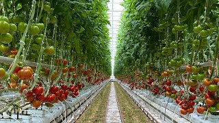 Lowering Tomato Plants || Greenhouse Tomato