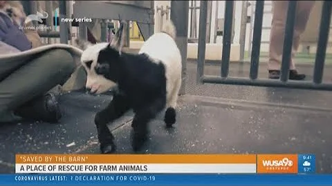 "Saved by the Barn" a place for rescued farm animals