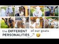 The DIFFERENCES between our GOATS 🤣 (personality traits, funny quirks)