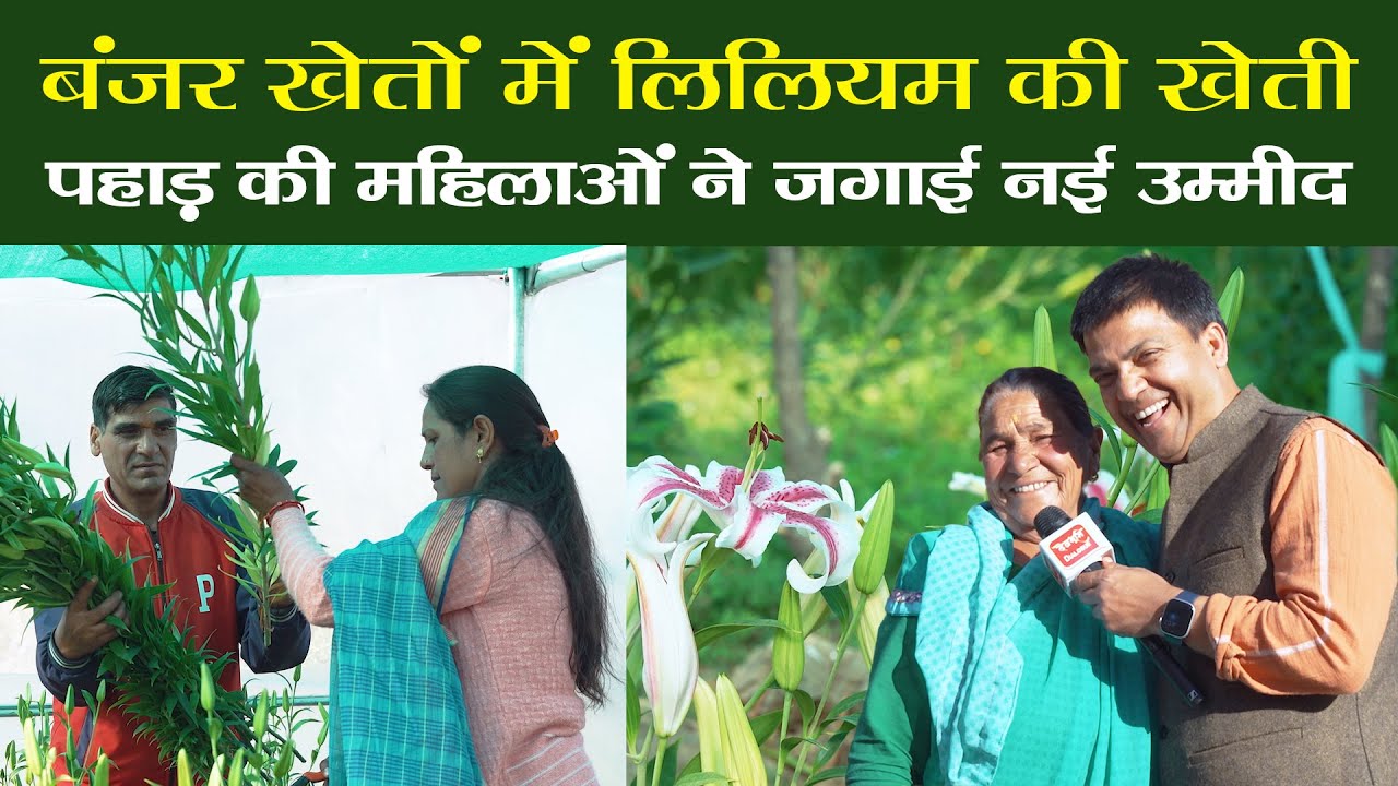 Самозанятость процветает благодаря выращиванию лилий в горах | Lilium Farming | Паури, Уттаракхан...
