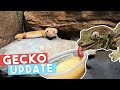 UPDATE ON ALL MY GECKOS | Weights, Eggs, Health, Feeding &amp; More!