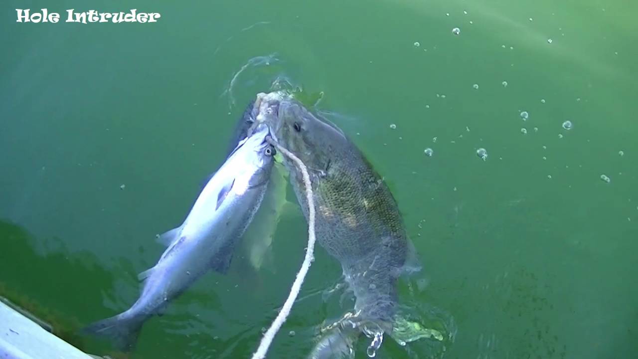 Fishing Lake Berryessa for trout , salmon and bass YouTube