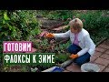 ФЛОКСЫ 🌸 Обрезаем, подкармливаем, готовим к зиме / Садовый гид