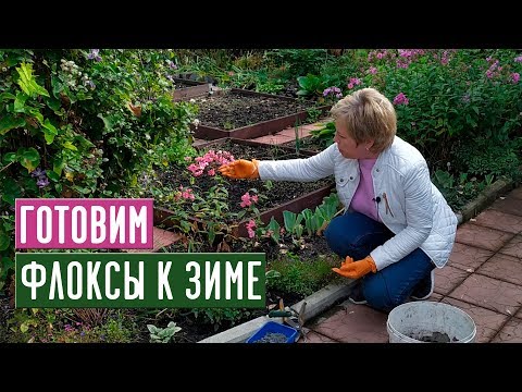 Бейне: Daylily Deadheading нұсқаулығы – Күндізгі күндізгі гүлдерді жою туралы біліңіз