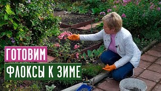 картинка: ФЛОКСЫ 🌸 Обрезаем, подкармливаем, готовим к зиме / Садовый гид