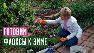 ФЛОКСЫ 🌸 Обрезаем, подкармливаем, готовим к зиме / Садовый гид