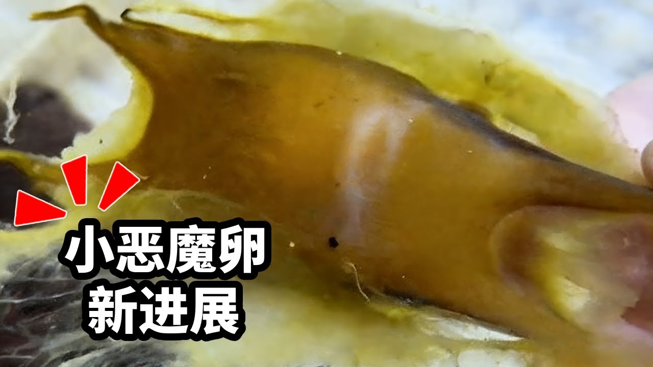 小恶魔卵的孵化出现了新进展！这到底是啥动物呢！ 