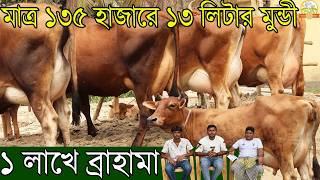 ১৩৫ হাজারে ১৩ লিটার জার্সি মুন্ডী । ১ টি গাভীর থেকে কম দামে ২ টি গাভী বাচ্চা ও গাড়ী ভাঁড়া ফ্রী অফার
