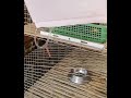 Rabbit cage  centralized water system - water tank positioning