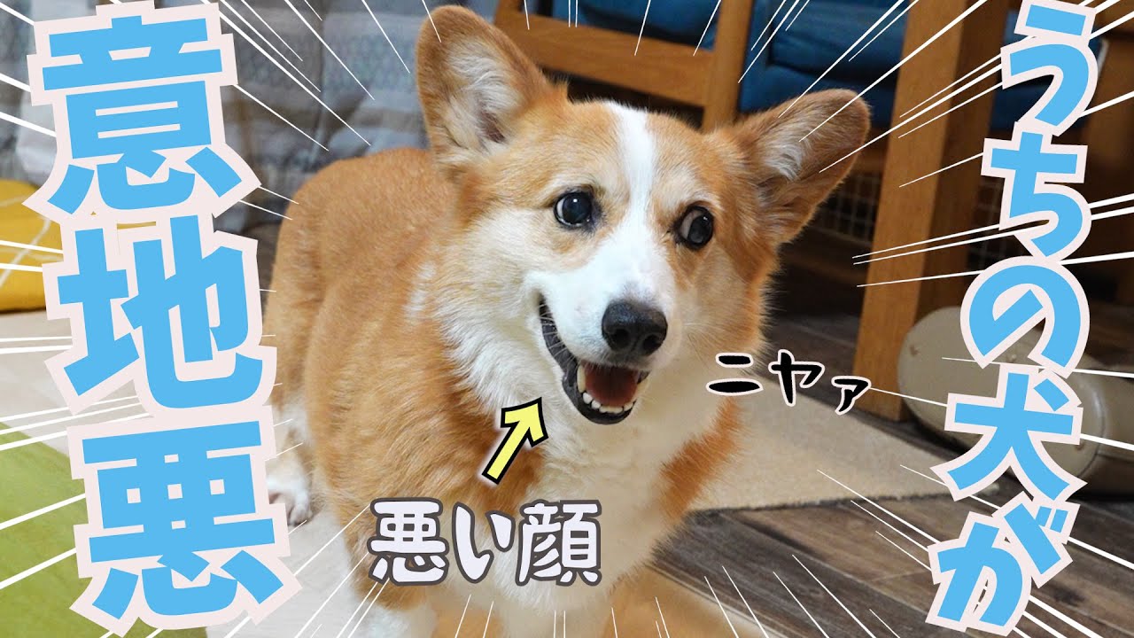 ⭐︎コギ⭐︎ This Corgi is so cute, being mean to his beloved father - YouTube
