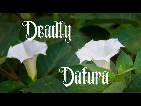 Video: Skirtumas Tarp Henbane Ir Datura Padarinių