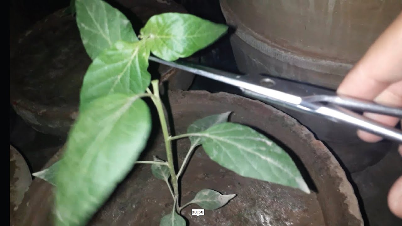 How to Pinch OR Pruning Green Peppers Plants For Better Growth by ...