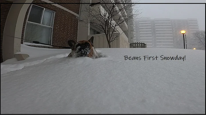Bean's very first Snow day Jan 17 2022