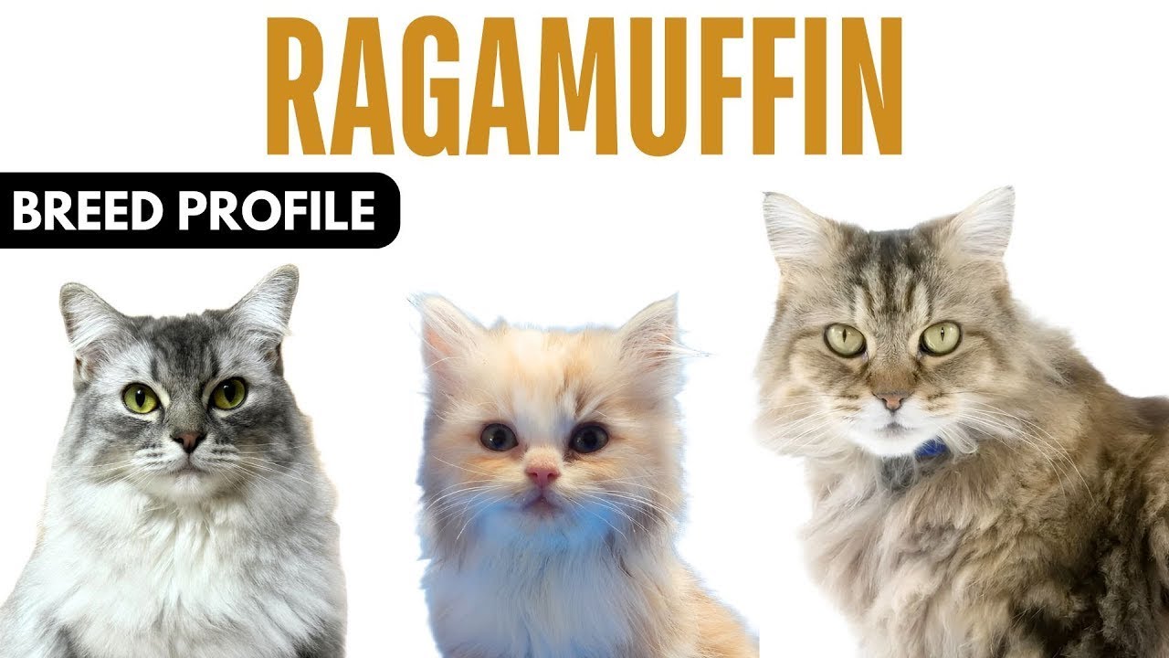 Ragamuffin Cat Breed Profile History - Price - Traits - Ragamuffin Cat Grooming Needs - Lifespan