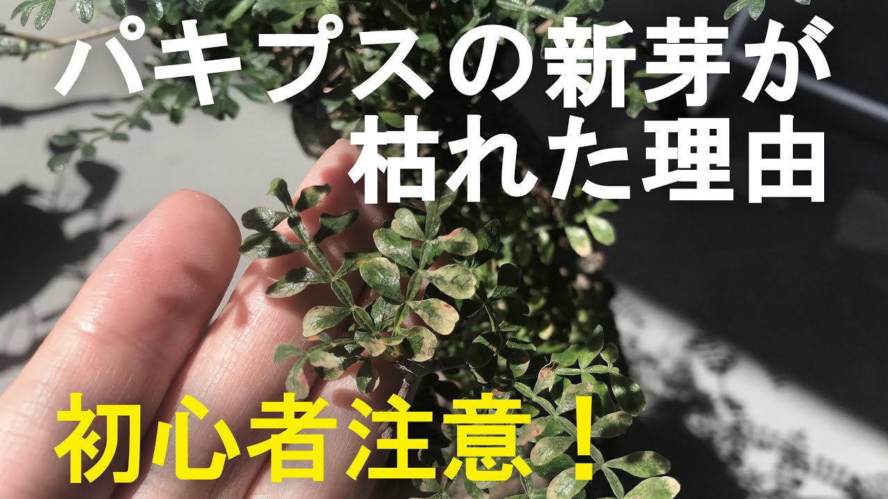 初心者注意 パキプスの新芽が枯れた2つの理由 Youtube 初心者注意 パキプスの新芽が枯れた2つの理由 Youtube