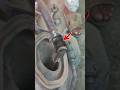 Steering box joint loss! #youtube #shorts #trending