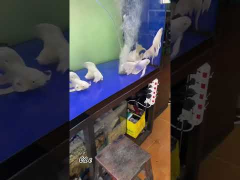 Video Cá chép sư tử Trắng lion Koi fish - youtube
