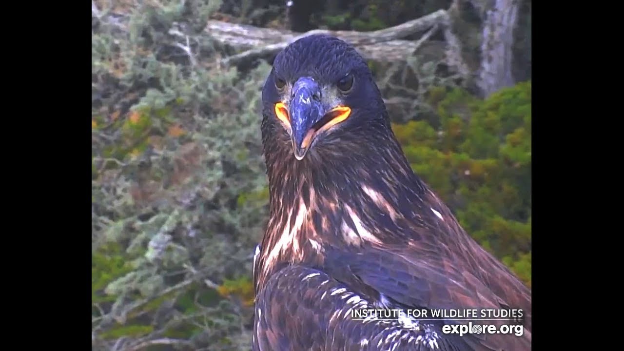 💥 Sauces Canyon Bald Eagles 2019 Season Tribute 💥 YouTube