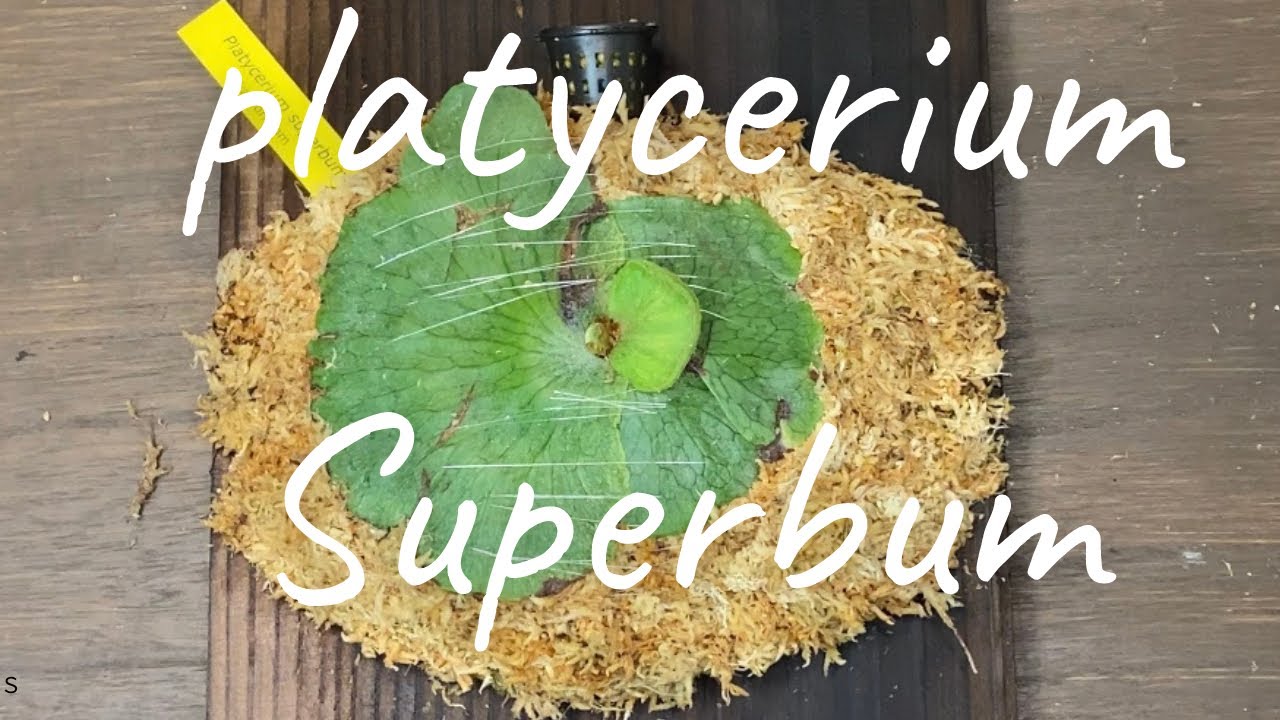 ビカクシダ スパーバム 風の話と育て方 板付け Patycerium Superbum Youtube