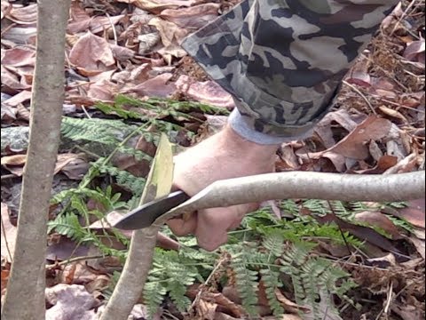 Video: Kas yra peilio akacijos medis: patarimai, kaip auginti peilį