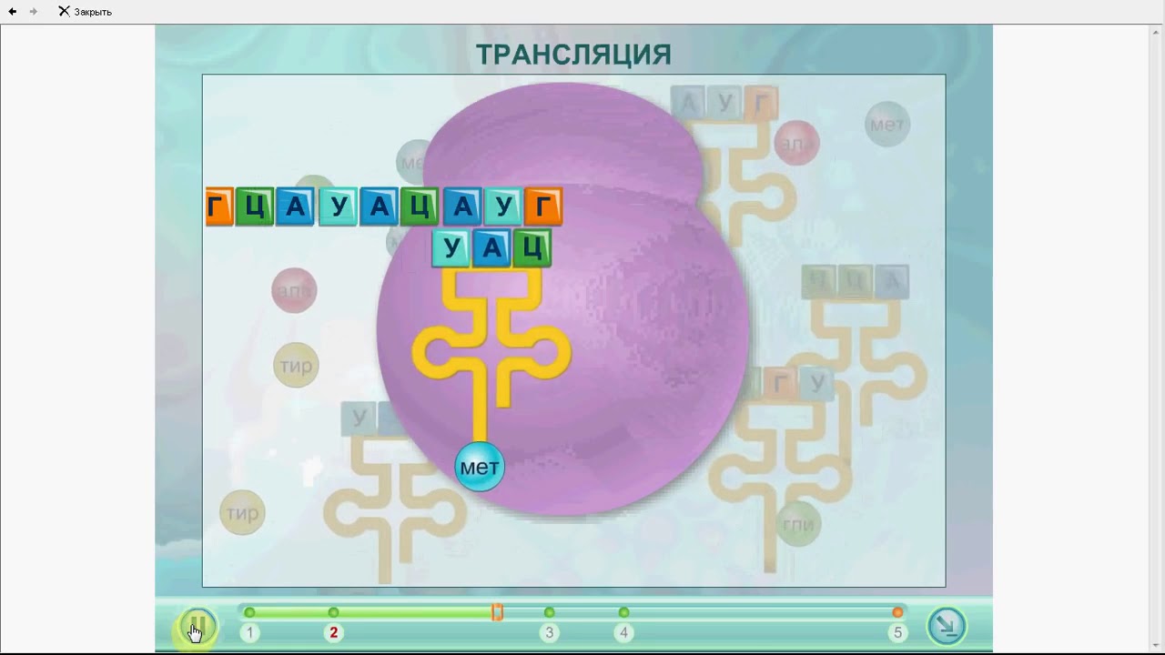 Мета трансляция. Трансляция биология. Задачи на трансляцию. Эфира это в биологии. Покажи эфира биология.