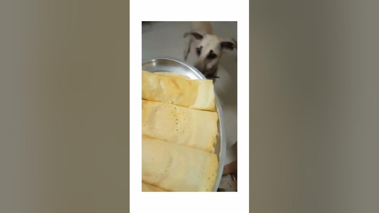 protein-rich-vegetarian-food-for-dogs-crispy-split-green-gram-dosa
