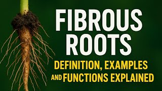 How do we know “Fibrous Roots – Definition, Examples, and Functions Explained”