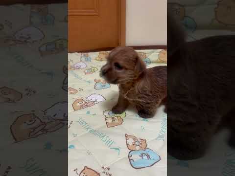 ノーフォークテリア こぐまさんみたいな可愛い女の子です