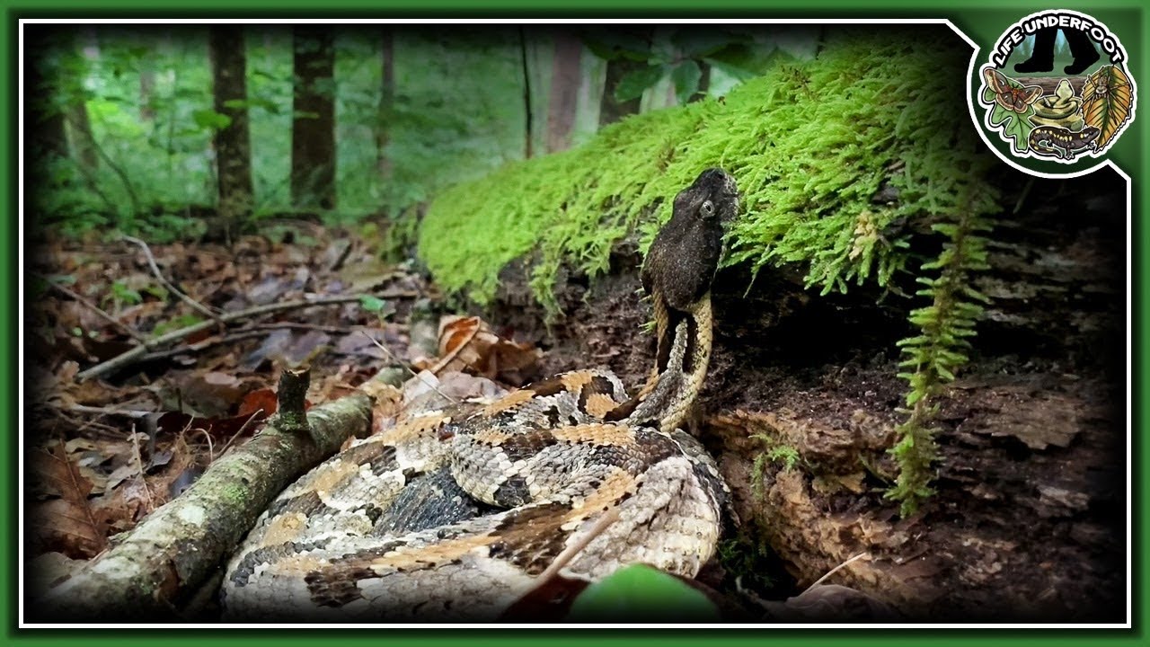 How do Timber Rattlesnakes Hunt? YouTube