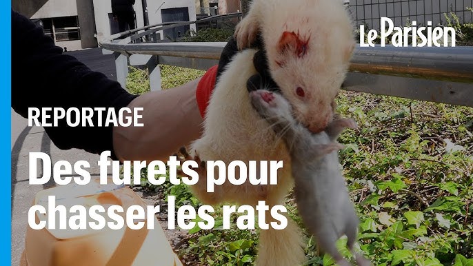 Furets vs rats 