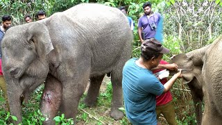 Wildlife Officials Treated The Baby Elephant With An Injured Leg | Calf | Elephant | Wildlife