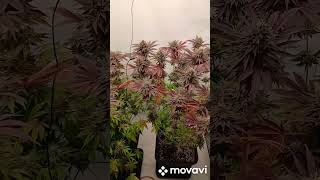 London Mint Cake, bloom 8-9