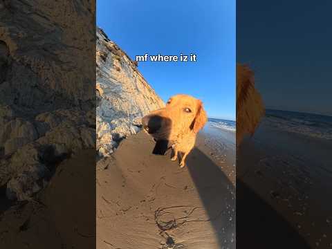 Day 4/21: my favorite beach shenanigans 🕺🌊 #dogsofyoutube #goldenretriever #dogs