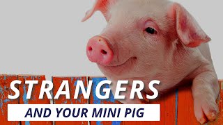 Why Does My Mini Pig Hate Strangers? by Autumn Acres Mini Pet Pigs 358 views 10 months ago 14 minutes, 22 seconds