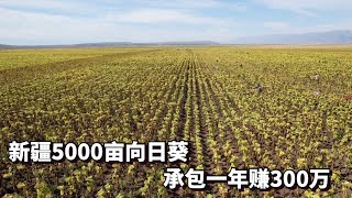 新疆5000亩的向日葵地承包一年赚300万 | Xinjiang's Vast Sunflower Plantation