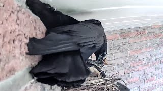 Crow Attacked Robins Nest and took two chicks. The other two left the nest to save themselves :(