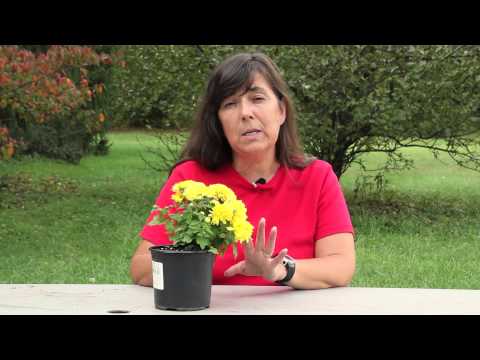 Video: Chrysanthemum Houseplants - How To Grow Mums Indoors