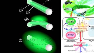 Body Cleanse Detox Program Reviews