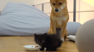The way the Shiba Inu asked the kitten to eat the food was completely motherly.