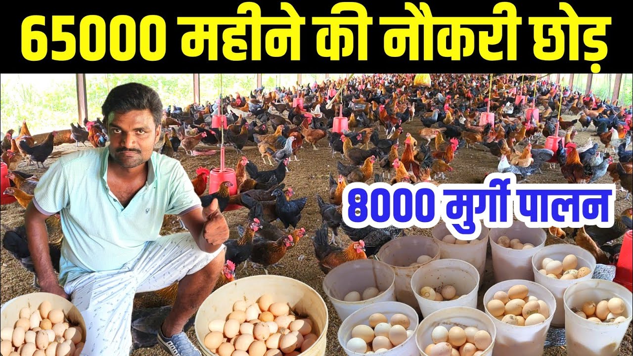युवा इंजीनियर 8 हजार सोनाली मुर्गी पालन से लाखों की कमाई | Sonali Murgi Palan | Desi Murgi Palan