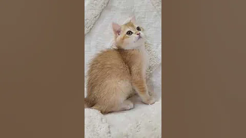 Video 3526151: british golden chinchilla kittens, gray british cat, chocolate british, lovely british