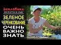 Зеленое черенкование. Подробнейший мастер - класс. Смотрим и повторяем. 0+