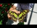 Butterfly World - Butterflies, Aviaries & Botanical Garden, Coconut Creek, Florida