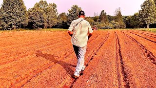 Crimson clover as a companion crop while breaking ALL the rules!